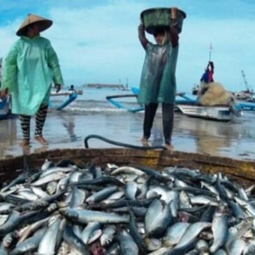 Produksi Produksi Perikanan Tangkap Kabupaten Probolinggo Mencapai 24.045 Ton di Tahun 2018