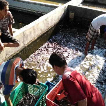 Produksi Budidaya Ikan Kabupaten Probolinggo Tahun 2017 Mencapai 10.305,94 Ton