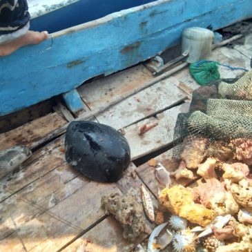 Kapal Cantrang Nelayan Kota Probolinggo Selalu Langgar Jalur Penangkapan Ikan Nelayan Kecil Kabupaten Probolinggo